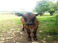 Rew Farm Country Accommodation Gallery (102)