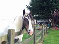 Rew Farm Country Accommodation Gallery (103)