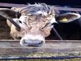 Rew Farm Country Accommodation Gallery (124)