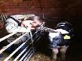 Rew Farm Country Accommodation Gallery (141)