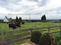 Rew Farm Country Accommodation Gallery (147)