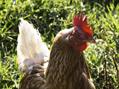 Rew Farm Country Accommodation Gallery (21)