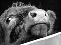 Rew Farm Country Accommodation Gallery (22)