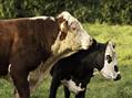 Rew Farm Country Accommodation Gallery (23)
