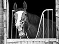Rew Farm Country Accommodation Gallery (24)