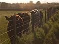 Rew Farm Country Accommodation Gallery (25)