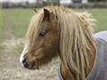 Rew Farm Country Accommodation Gallery (26)