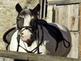 Rew Farm Country Accommodation Gallery (27)