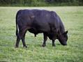 Rew Farm Country Accommodation Gallery (31)