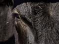 Rew Farm Country Accommodation Gallery (35)