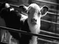 Rew Farm Country Accommodation Gallery (36)