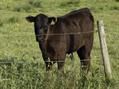 Rew Farm Country Accommodation Gallery (37)