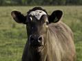 Rew Farm Country Accommodation Gallery (38)