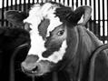 Rew Farm Country Accommodation Gallery (39)