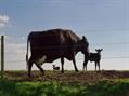 Rew Farm Country Accommodation Gallery (40)
