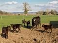Rew Farm Country Accommodation Gallery (41)