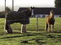 Rew Farm Country Accommodation Gallery (43)