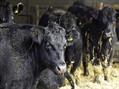 Rew Farm Country Accommodation Gallery (45)