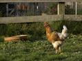 Rew Farm Country Accommodation Gallery (46)
