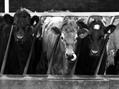 Rew Farm Country Accommodation Gallery (47)