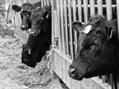Rew Farm Country Accommodation Gallery (48)