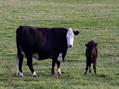 Rew Farm Country Accommodation Gallery (50)