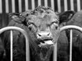 Rew Farm Country Accommodation Gallery (51)