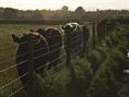 Rew Farm Country Accommodation Gallery (52)