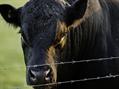 Rew Farm Country Accommodation Gallery (53)