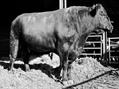 Rew Farm Country Accommodation Gallery (54)