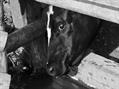 Rew Farm Country Accommodation Gallery (55)