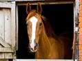 Rew Farm Country Accommodation Gallery (56)