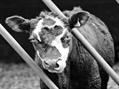 Rew Farm Country Accommodation Gallery (57)