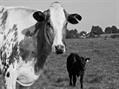 Rew Farm Country Accommodation Gallery (58)