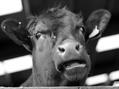 Rew Farm Country Accommodation Gallery (59)