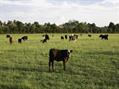 Rew Farm Country Accommodation Gallery (61)