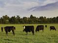 Rew Farm Country Accommodation Gallery (62)