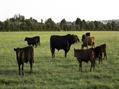 Rew Farm Country Accommodation Gallery (63)
