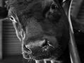 Rew Farm Country Accommodation Gallery (66)