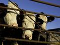 Rew Farm Country Accommodation Gallery (67)