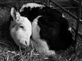 Rew Farm Country Accommodation Gallery (69)