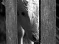 Rew Farm Country Accommodation Gallery (70)