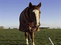 Rew Farm Country Accommodation Gallery (71)