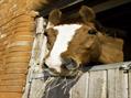 Rew Farm Country Accommodation Gallery (72)