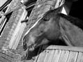 Rew Farm Country Accommodation Gallery (74)