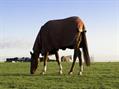 Rew Farm Country Accommodation Gallery (75)