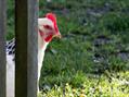 Rew Farm Country Accommodation Gallery (76)