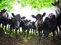 Rew Farm Country Accommodation Gallery (78)