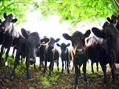 Rew Farm Country Accommodation Gallery (79)