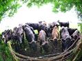 Rew Farm Country Accommodation Gallery (80)